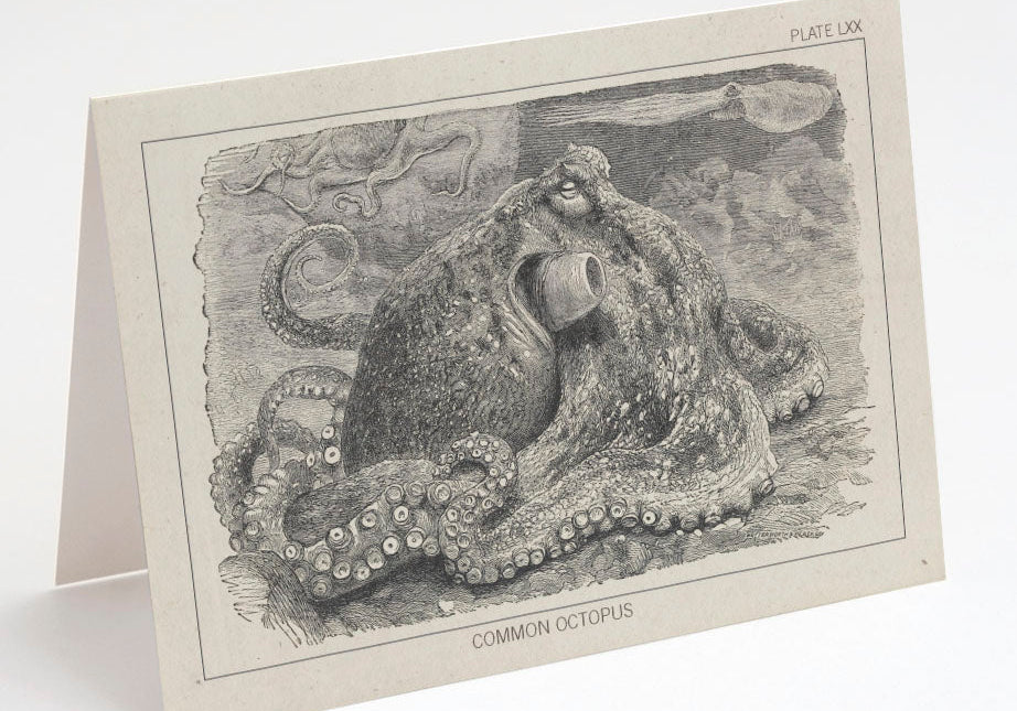A vintage illustration of a common octopus, labeled "Plate LXX," on a folded card displaying the creature in a detailed, textured style.