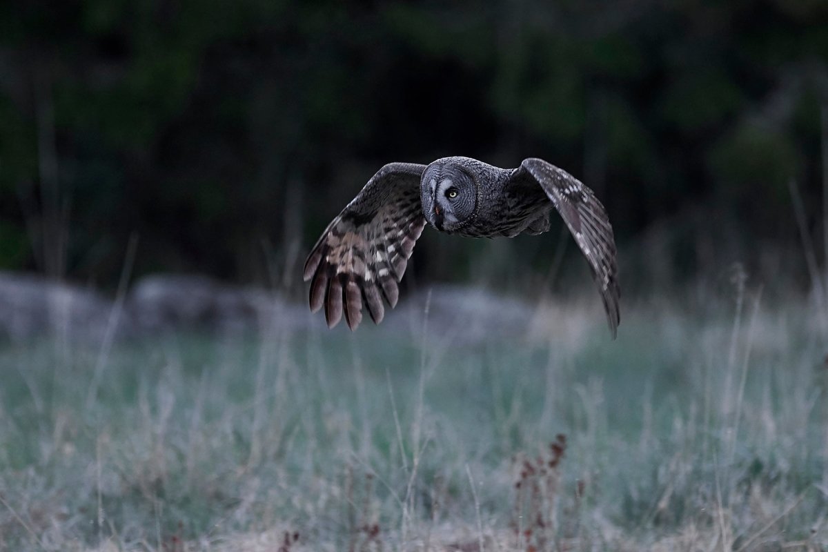 Ornithology Cognitive Surplus