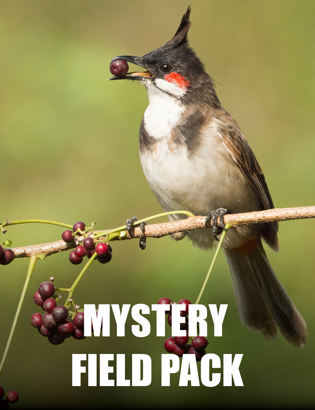 Birdwatcher_sBundleMFPPicture.png