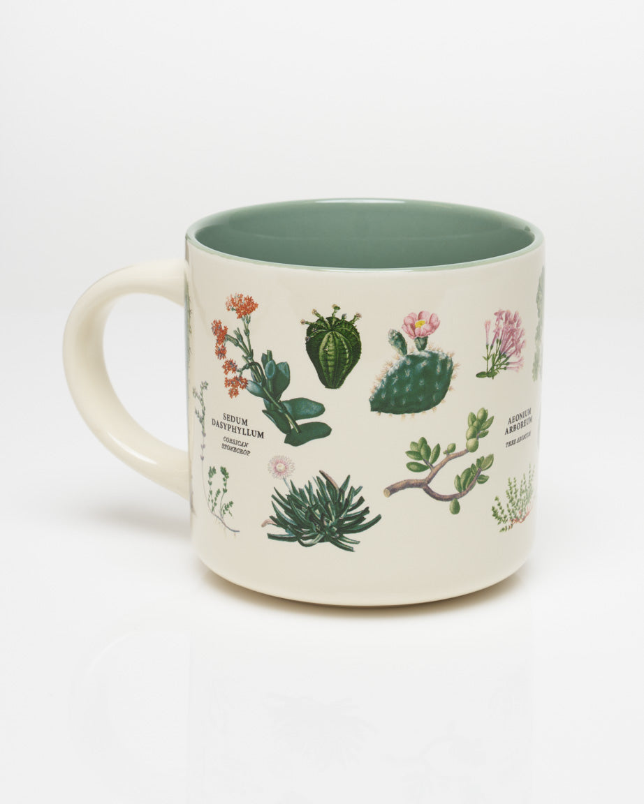 CmCactus_2_1.jpg