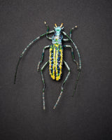 Longhorn Beetle Brooch Pin - Trovelore
