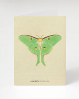 Luna Moth Greeting Card