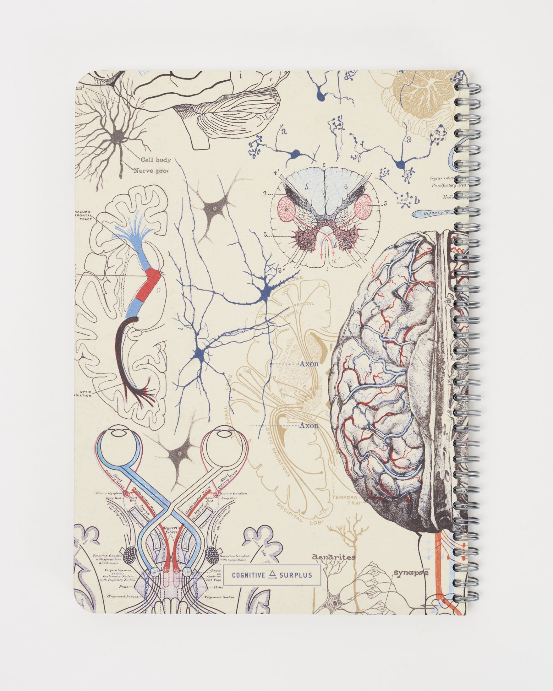 Hx4Brain_2_a7df7a42-92dd-4628-a0fc-e5b976575a11.jpg