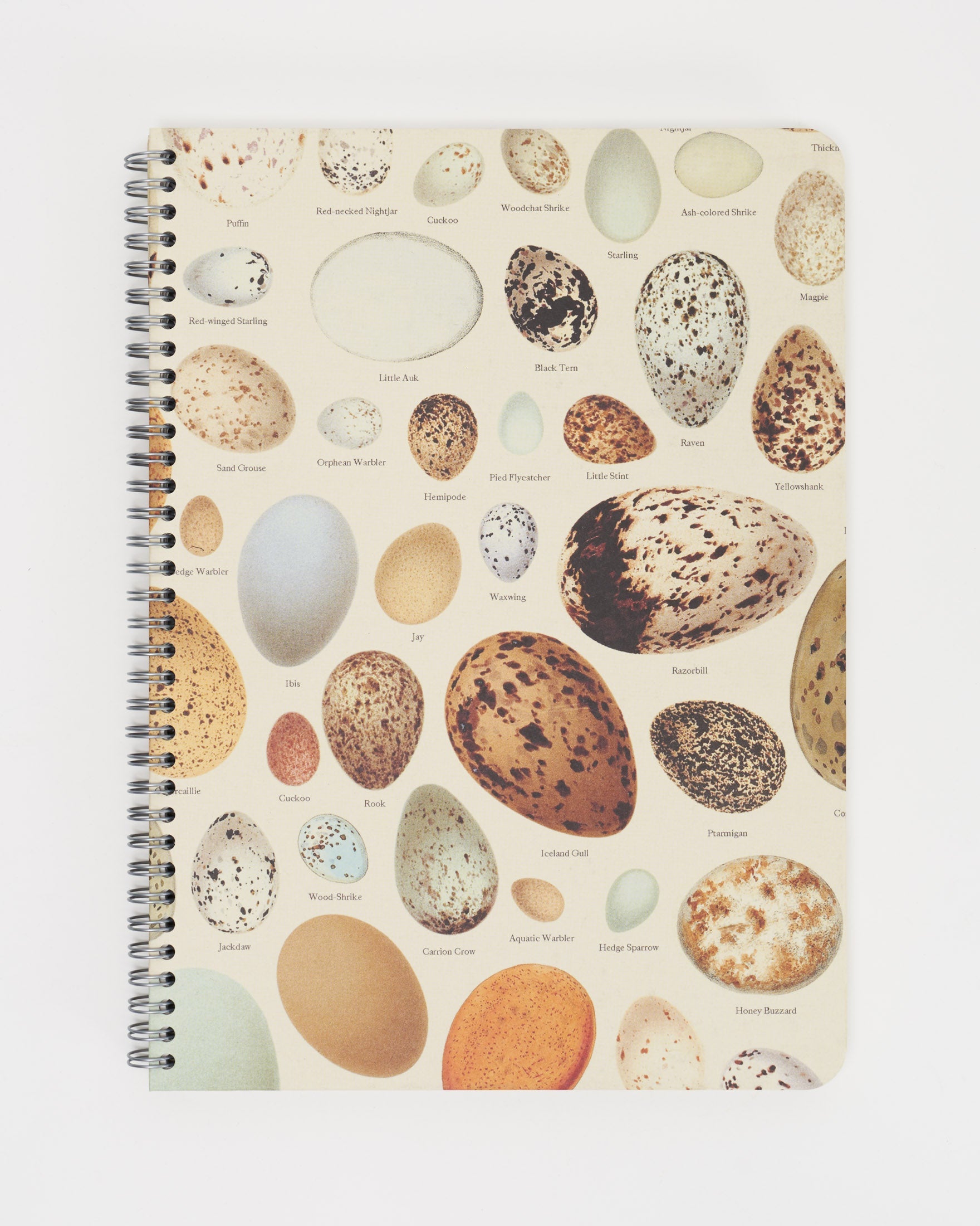 SECONDS: Bird Eggs Spiral Notebook A4 (8.3" x 11.7")