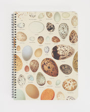 SECONDS: Bird Eggs Spiral Notebook A4 (8.3" x 11.7")