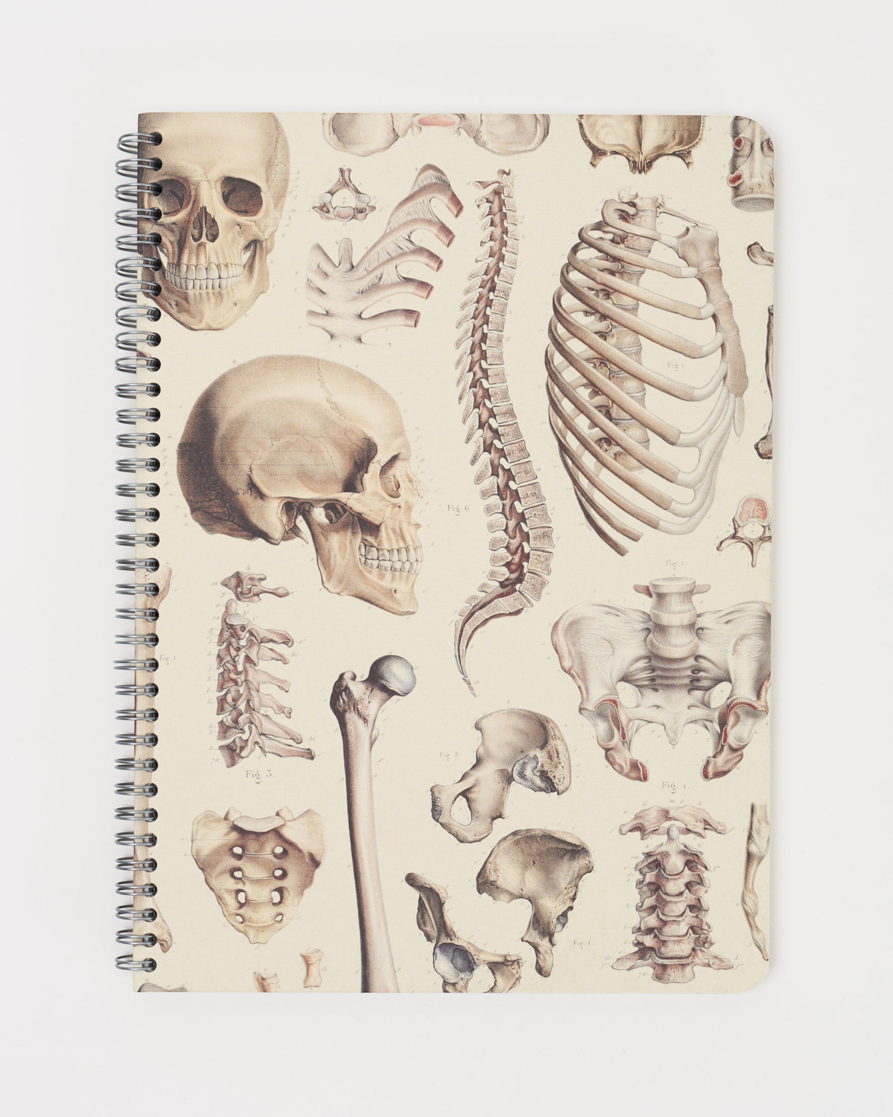 Hx4Skull_1_e5dedc2e-b749-43a2-b4c7-7977969af0a2.jpg