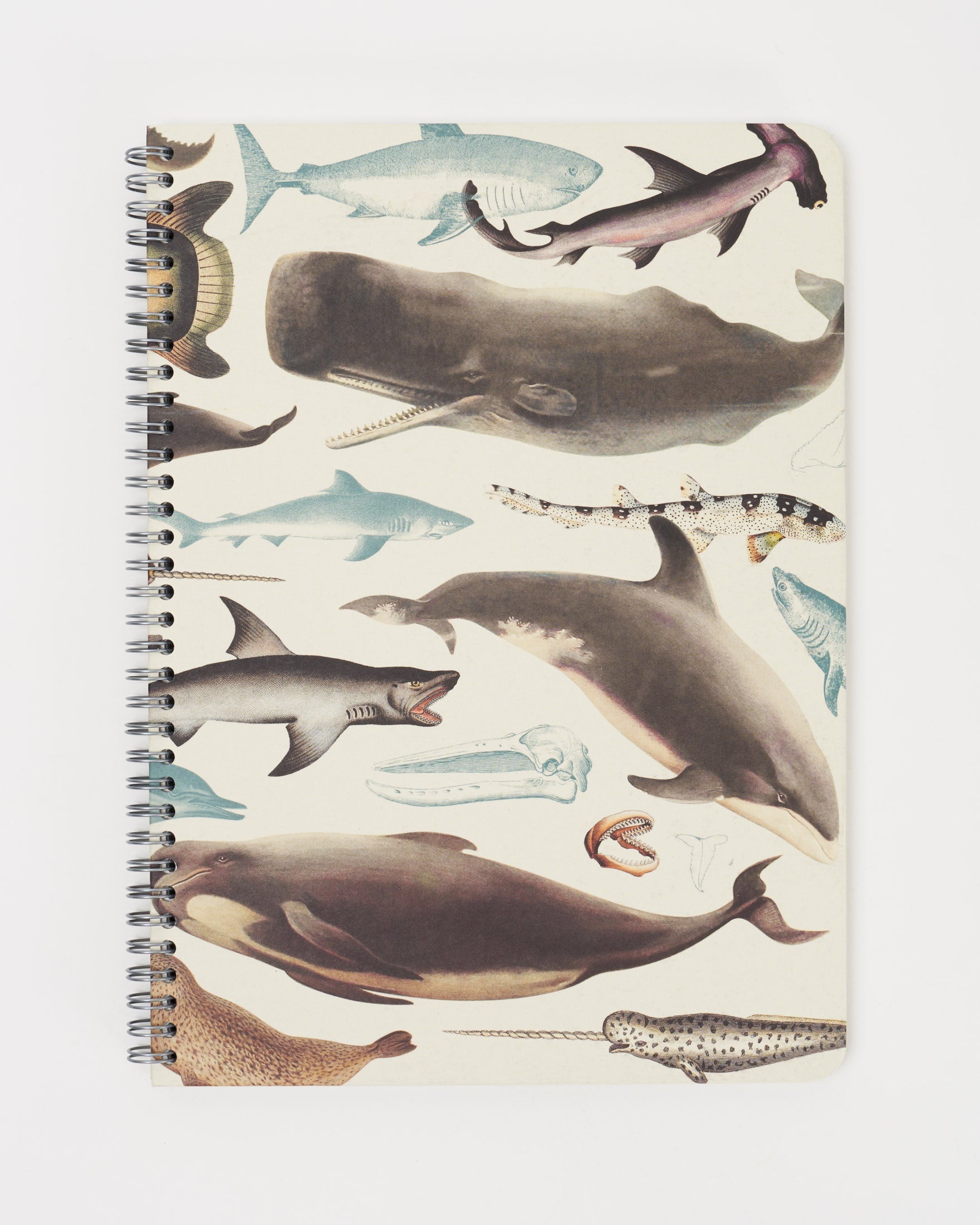 Hx4Whale_1_d11bd06b-b4a5-4ea6-bc52-28d0bf71e9fa.jpg