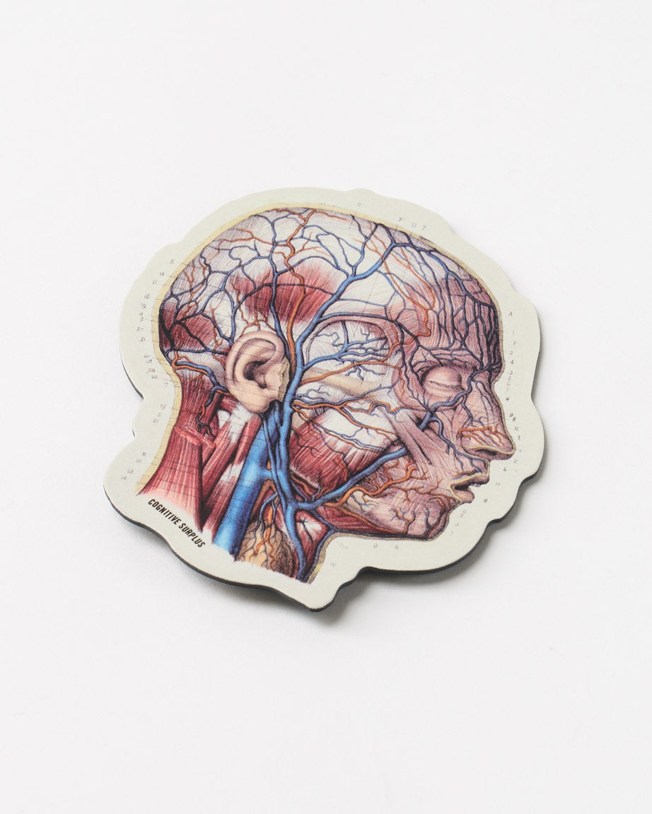 Vascular Head Anatomy Magnet