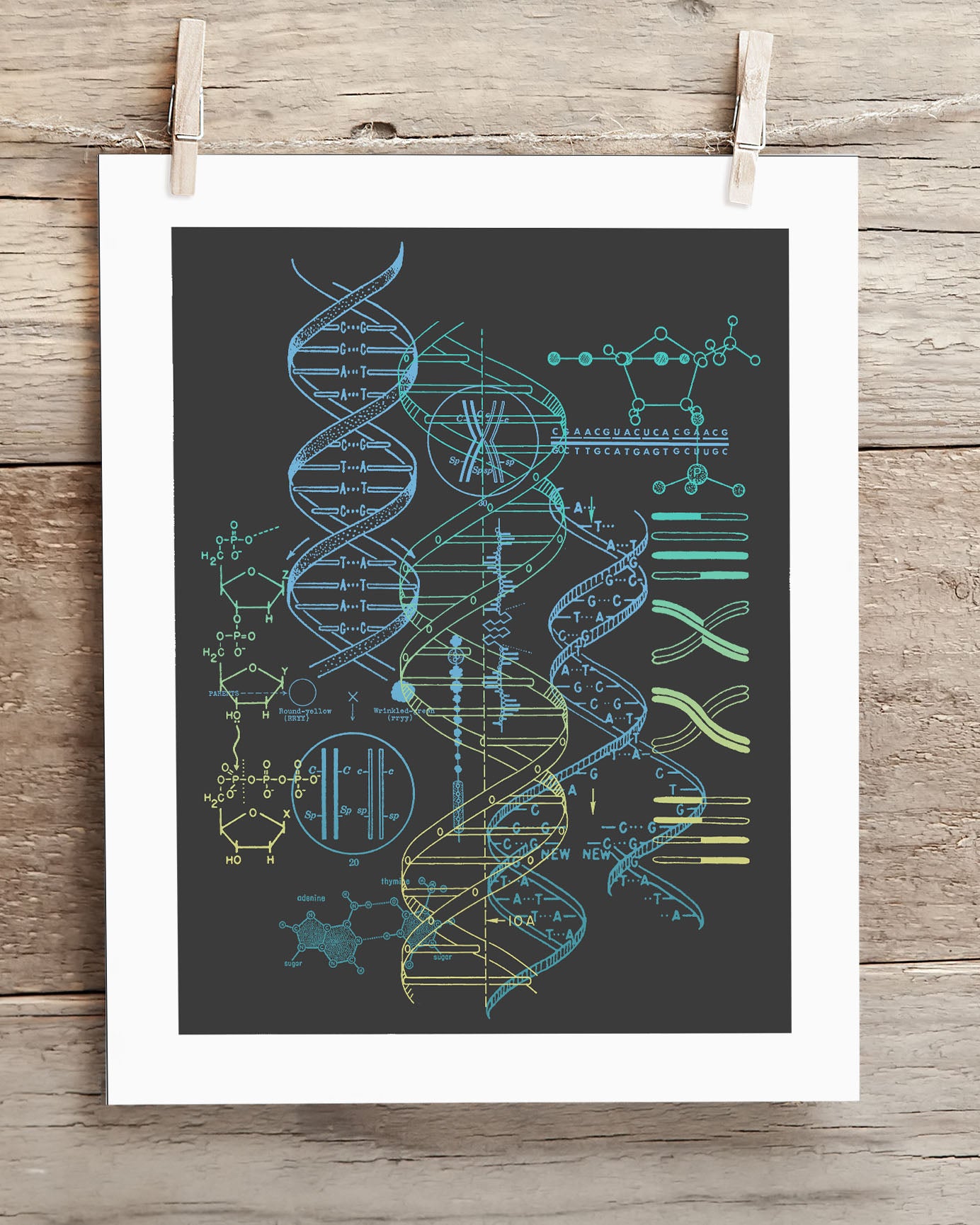 Mp8_Gene_LS2.jpg
