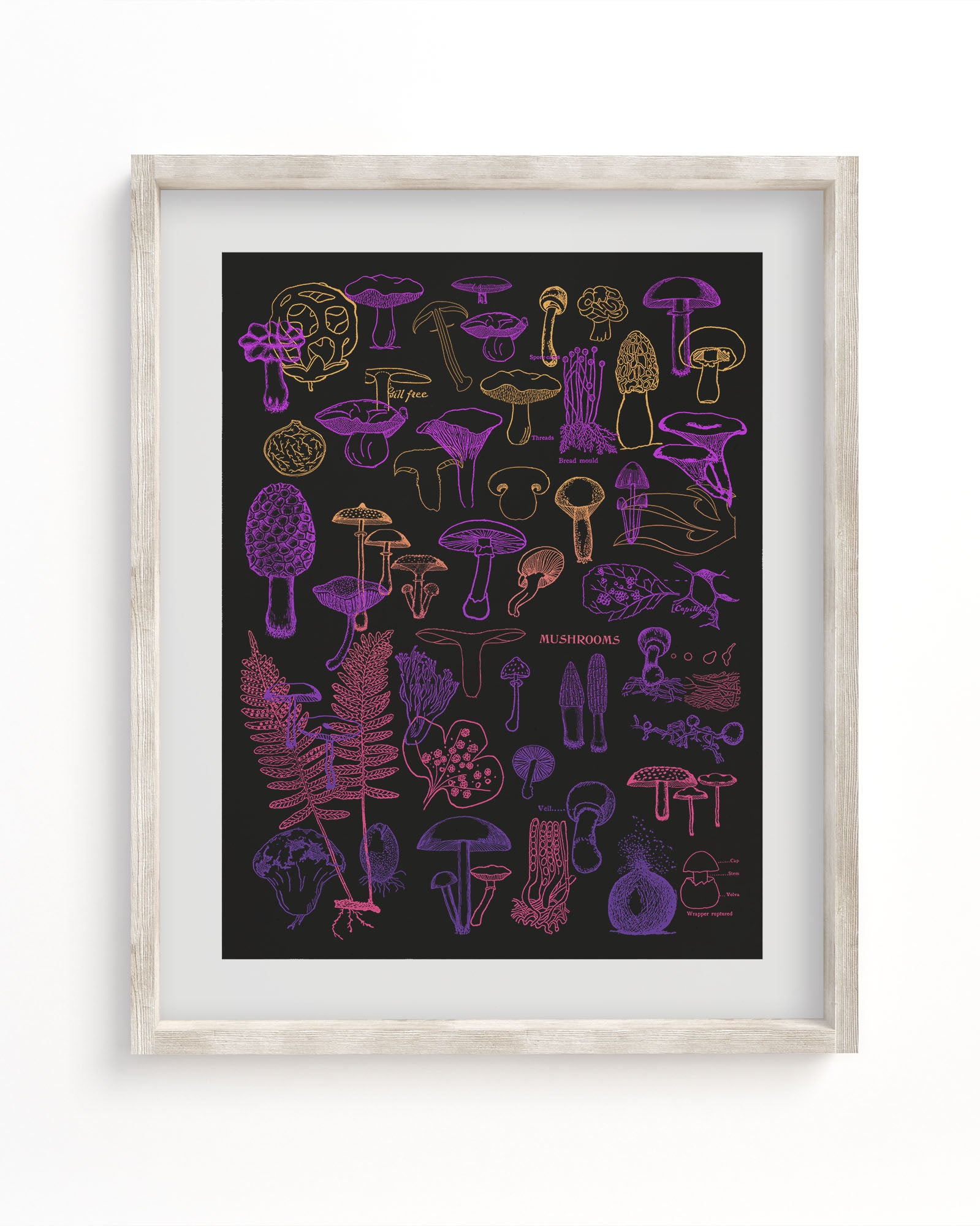 Neon Fungi Scientific Illustration Museum Print
