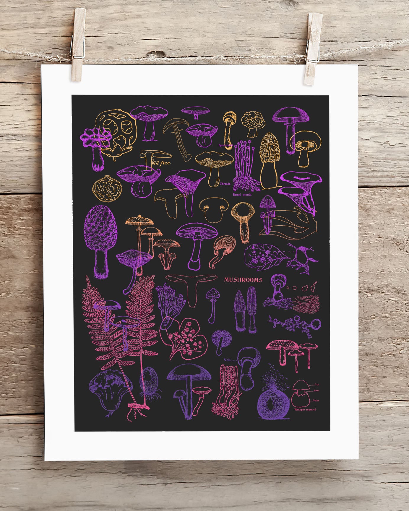 Mp8_Mushrooms_LS2.jpg