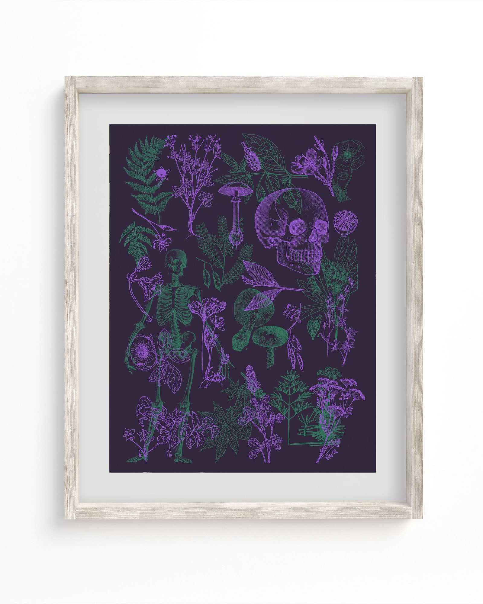 Poisonous Plants Pl 2 Scientific Illustration Museum Print