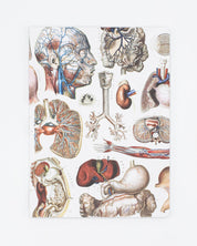 Internal Medicine Softcover Notebook - Lined