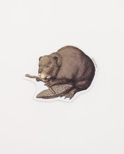 North American Beaver Sticker (Castor canadensis)