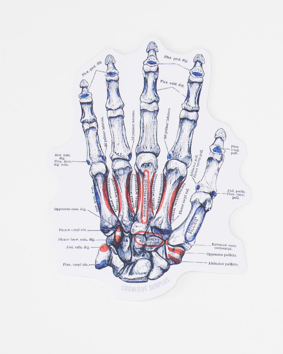 StBoneHand_02_1.jpg