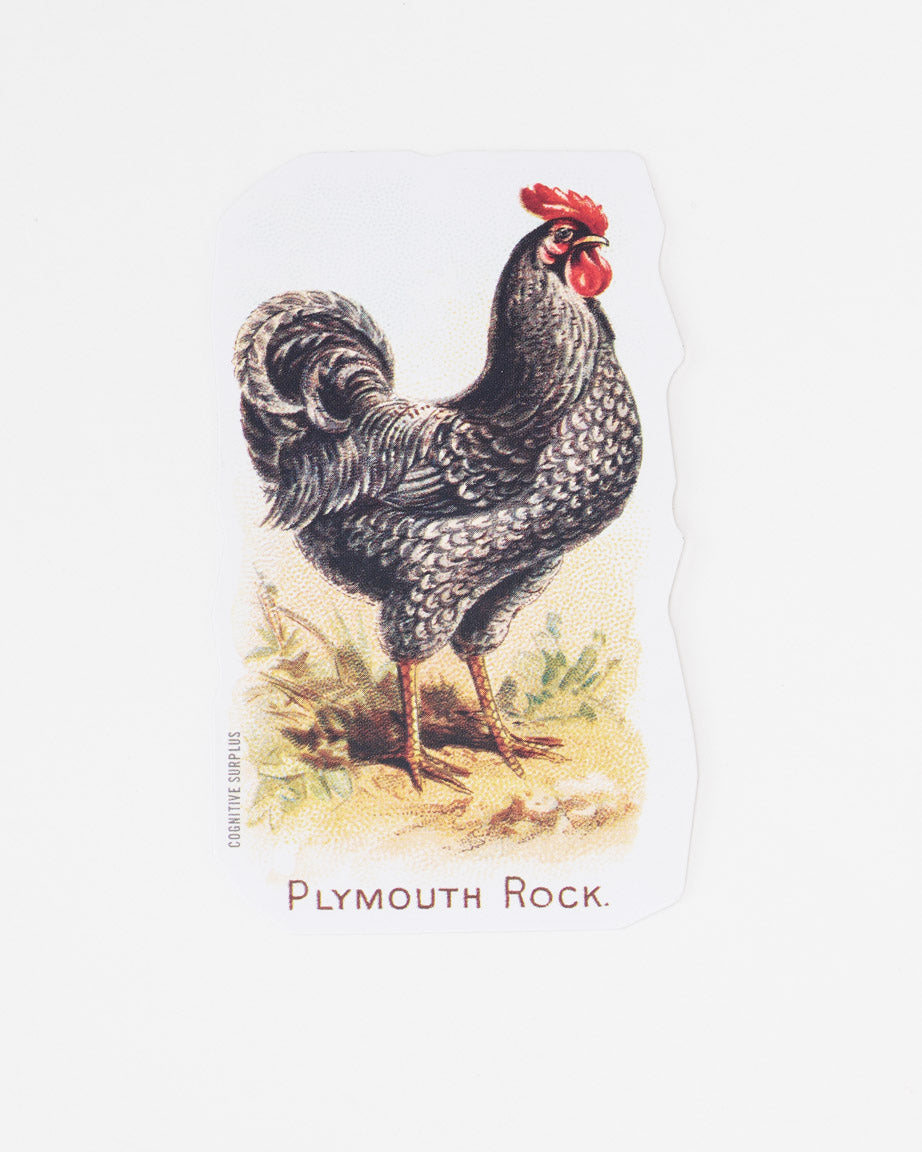 Chicken Sticker