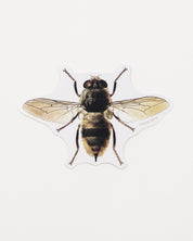 Honey Bee Sticker (Apis mellifera)