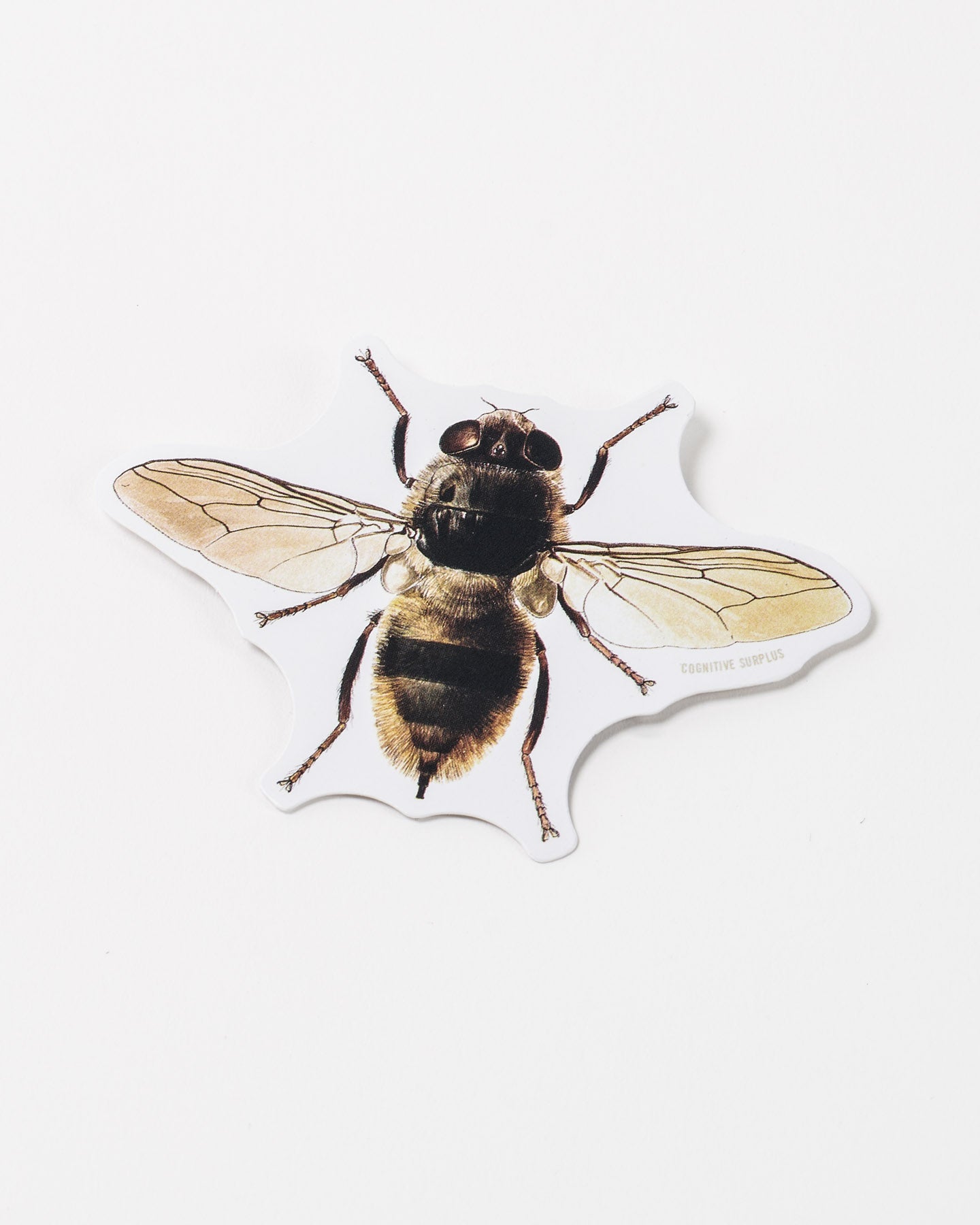 Honey Bee Sticker (Apis mellifera)