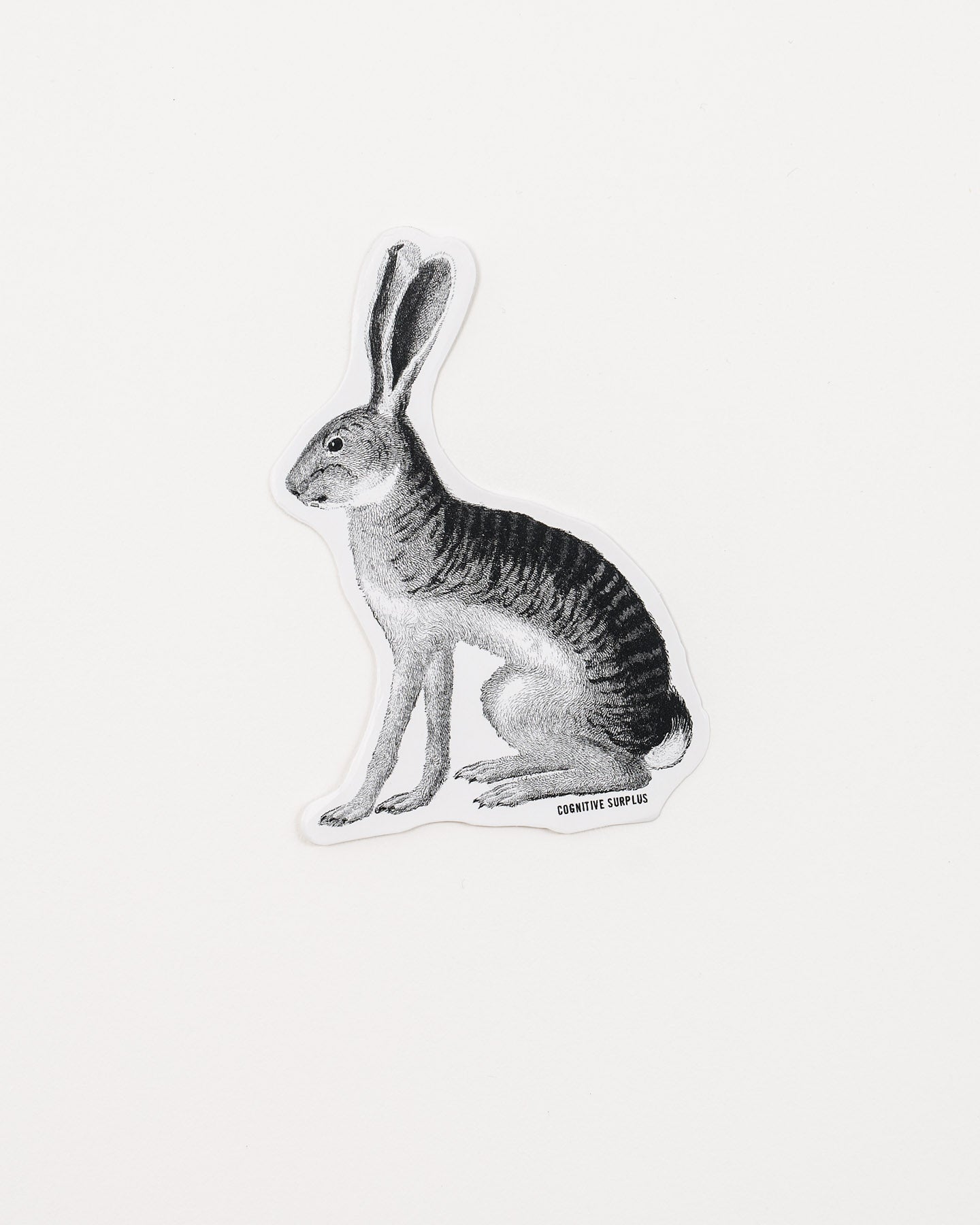 StJackrabbit_1.jpg