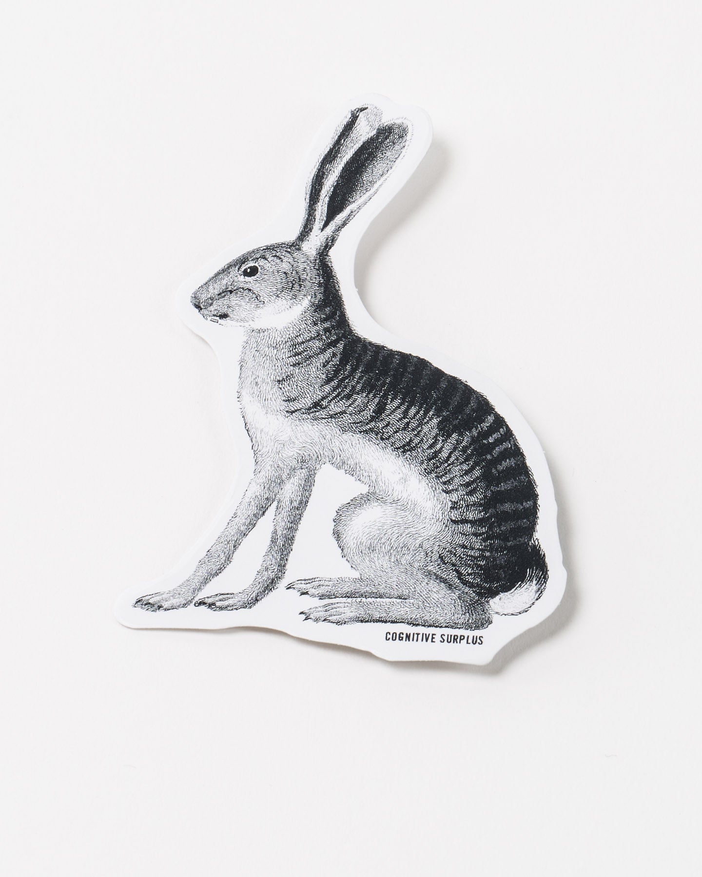 StJackrabbit_2.jpg