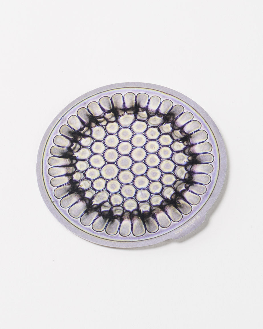 StMicroFossil2_2.jpg