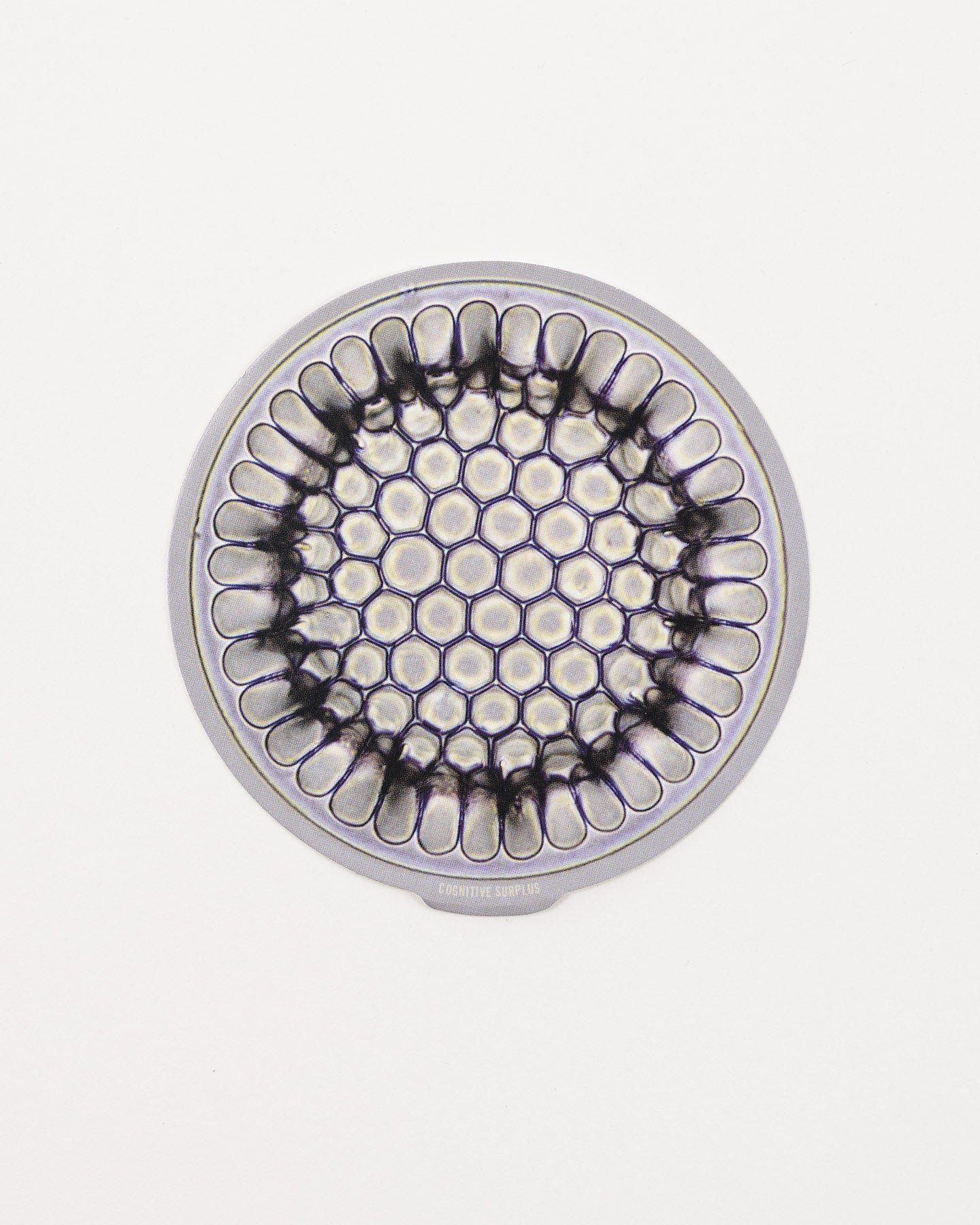 StMicrofossil2_1.jpg