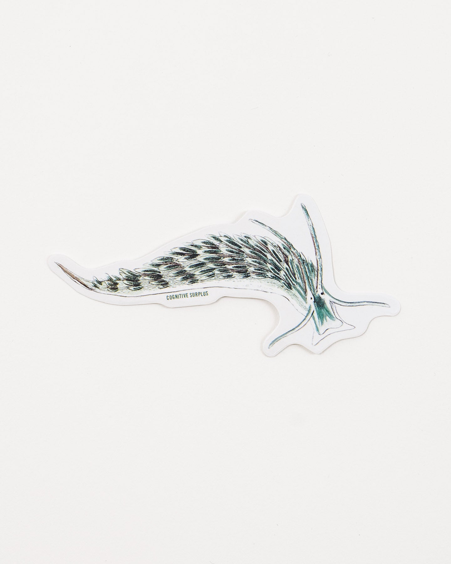 Sacoglossan Sea Slug Sticker (Elysia viridis)