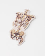 Skeletal Rib Cage and Pelvis Sticker