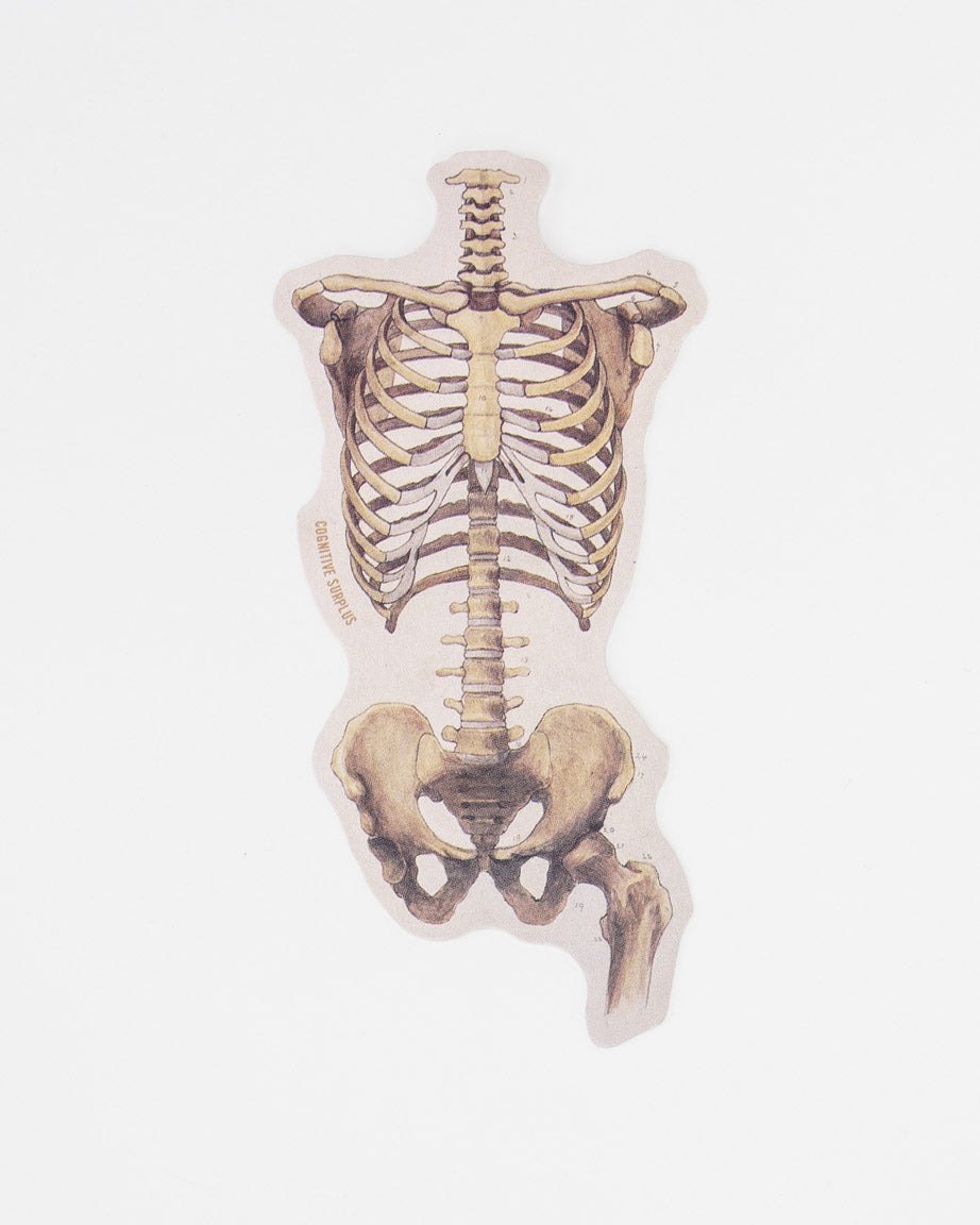 StRibCage_02.jpg