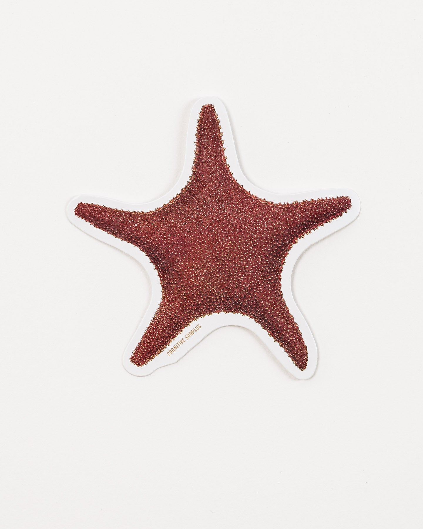 Starfish Sticker (Asteriidae)