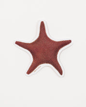 Starfish Sticker (Asteriidae)