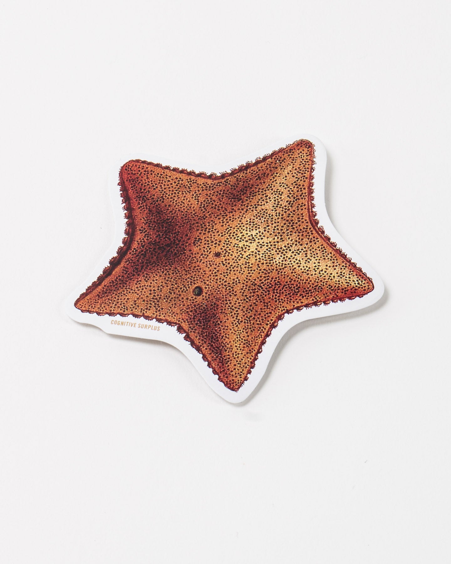 Sea Star Sticker (Asteriidae)