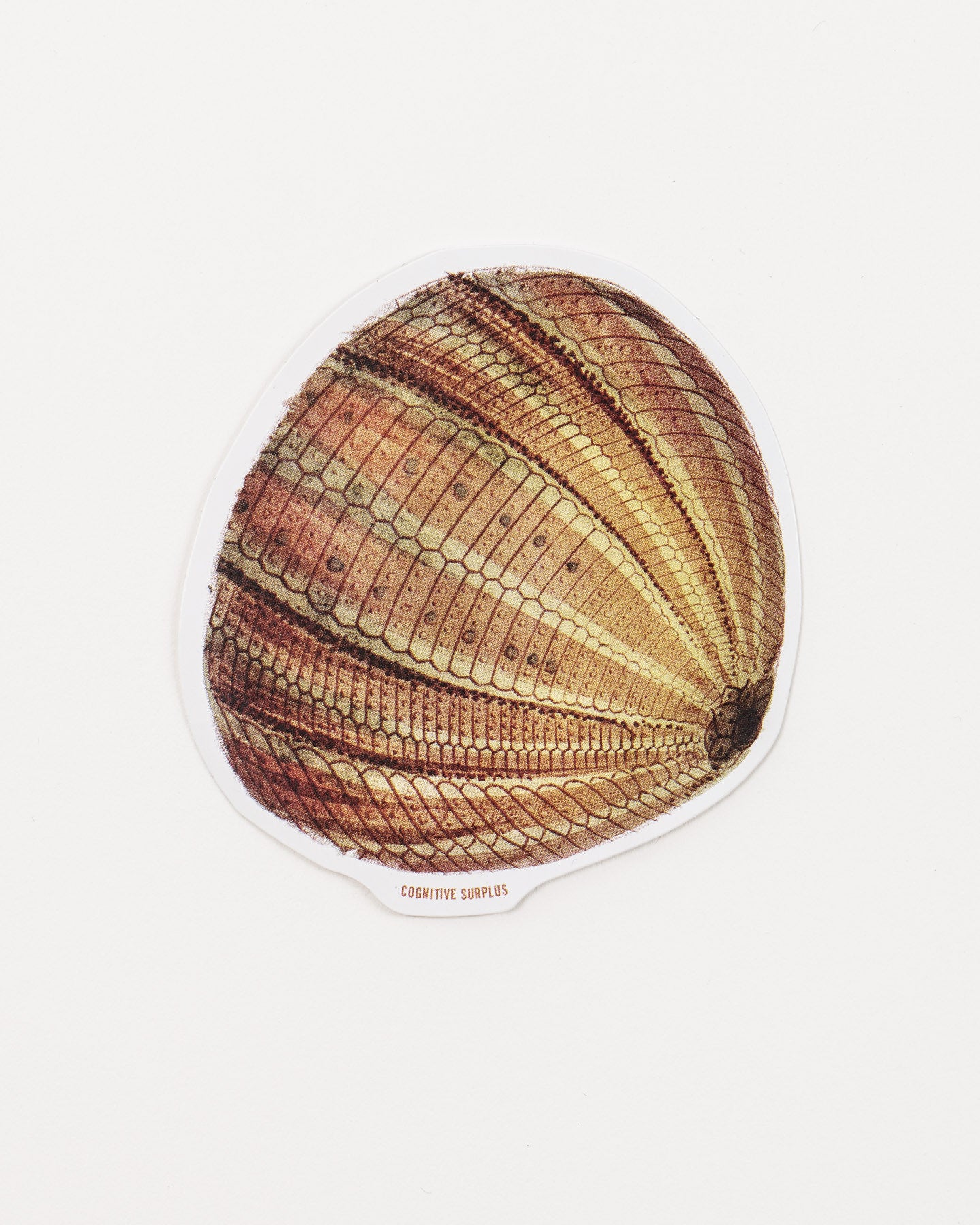 Urchin Sticker (Echinoidea)