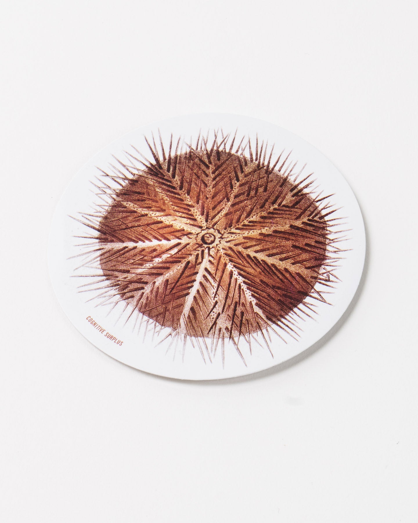 StSeaUrchin_2_1.jpg
