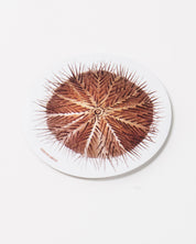 Sea Urchin Sticker (Echinoidea)