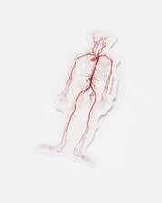 Circulatory System Sticker