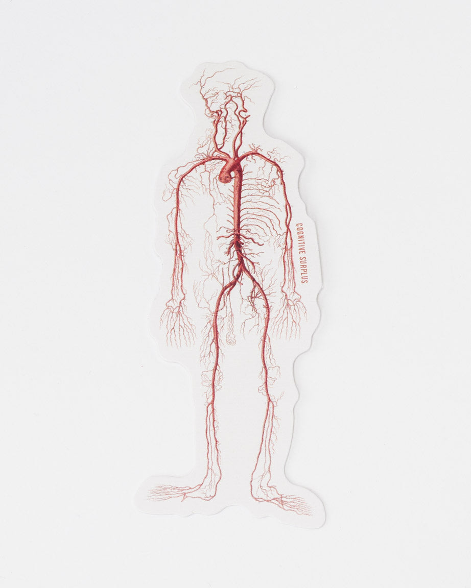 Circulatory System Sticker