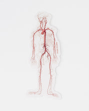 Circulatory System Sticker