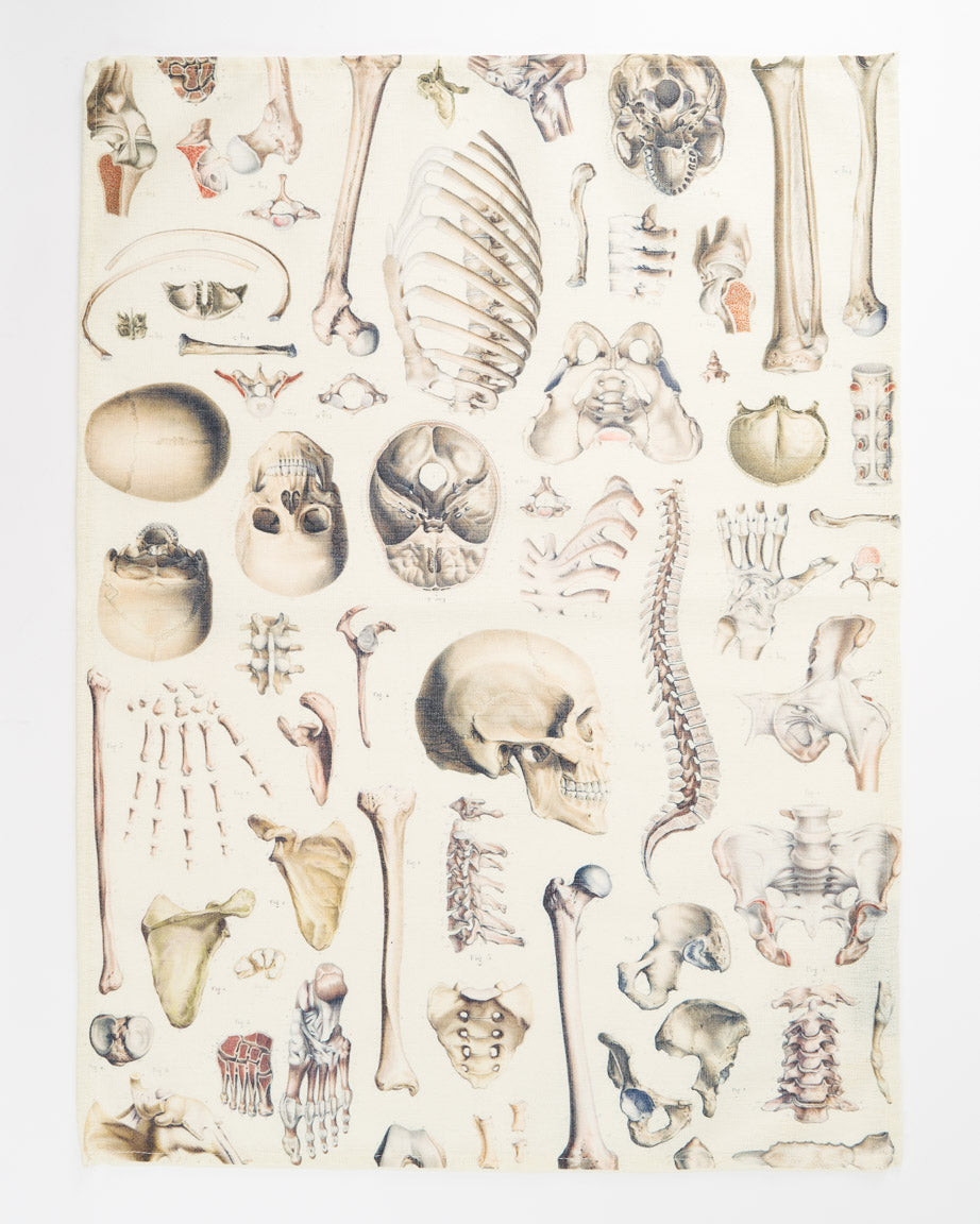 TtSkeleton_1_6f26dbfa-94e6-4b19-bab7-1972e3b1cf9d.jpg