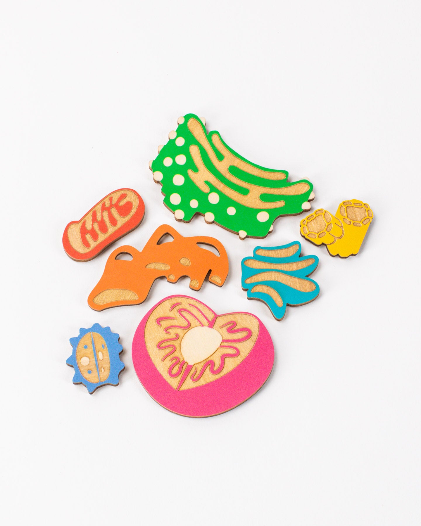 Cell Anatomy Wooden Magnet Set