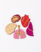 Anatomy Wooden Magnet Set