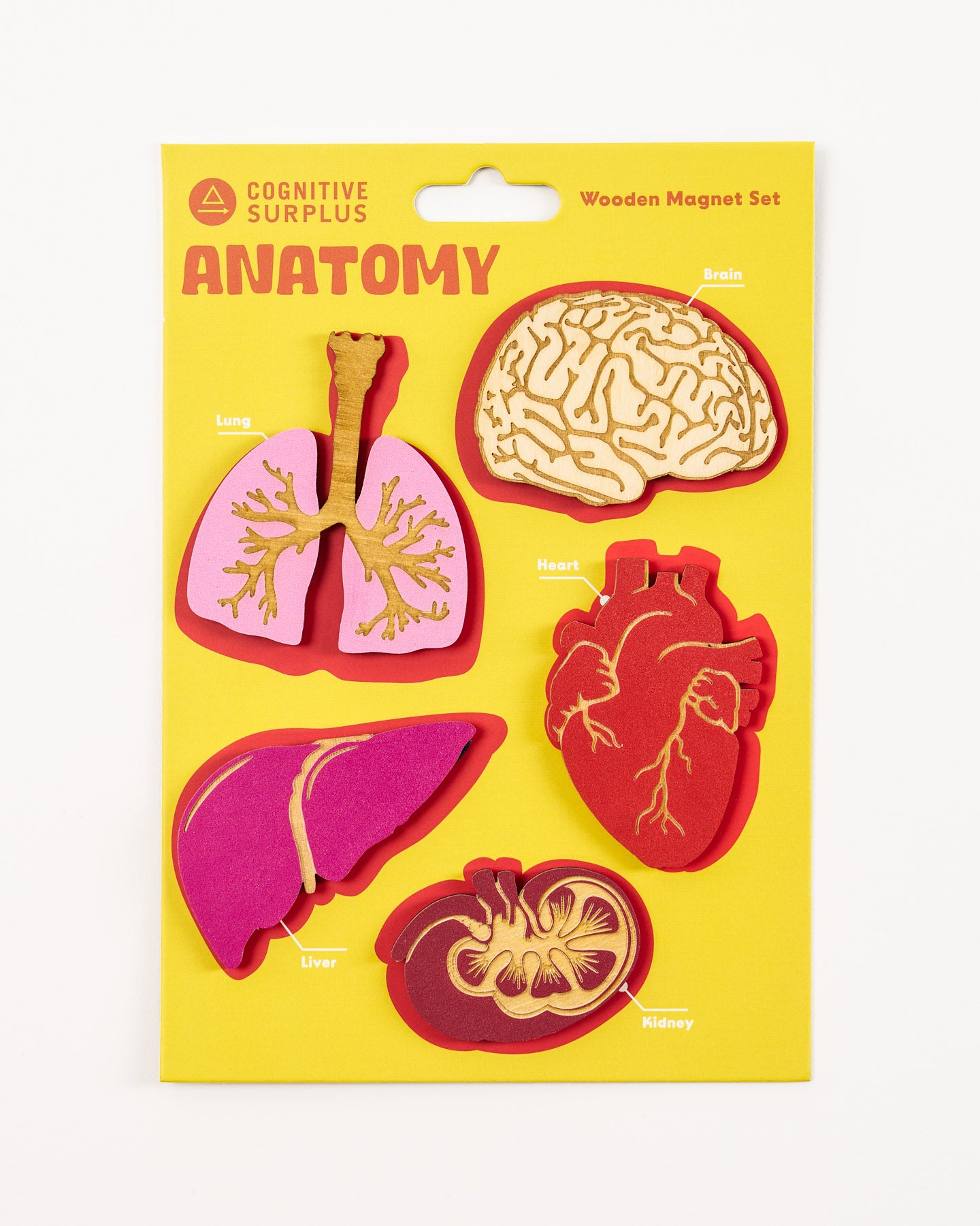 Anatomy Wooden Magnet Set