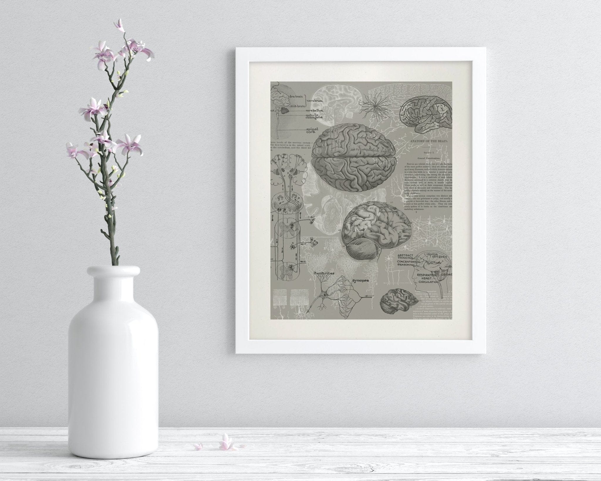 Brain Anatomy Museum Print Cognitive Surplus