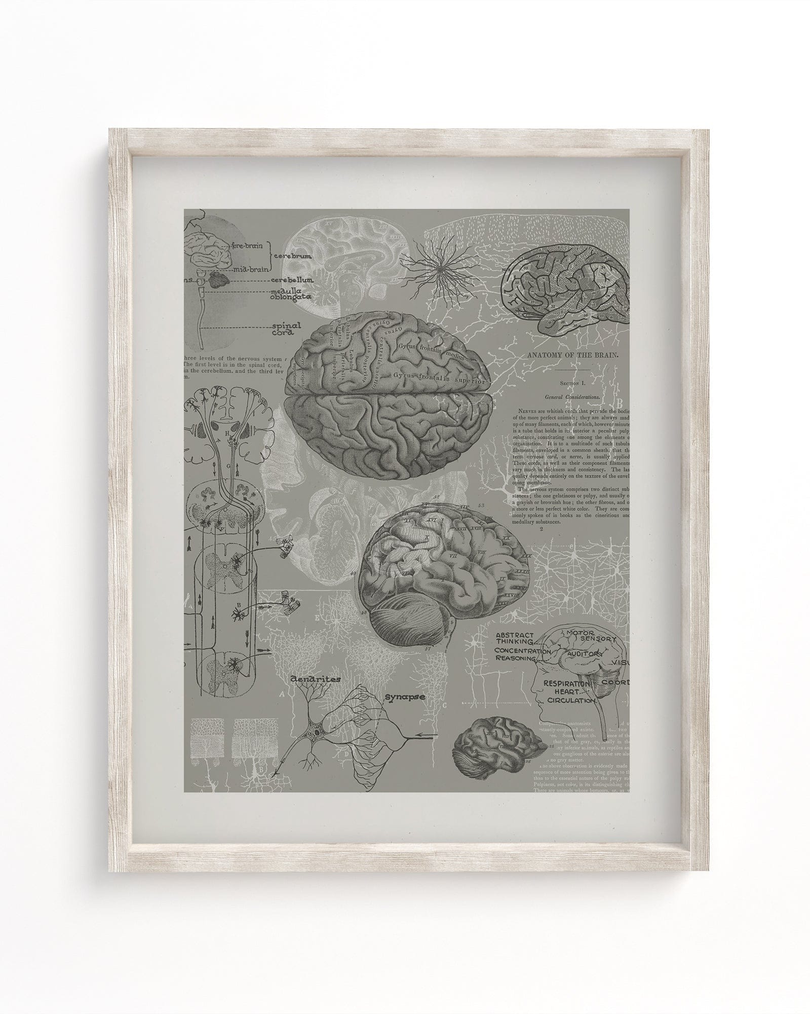 Brain Anatomy Museum Print Cognitive Surplus