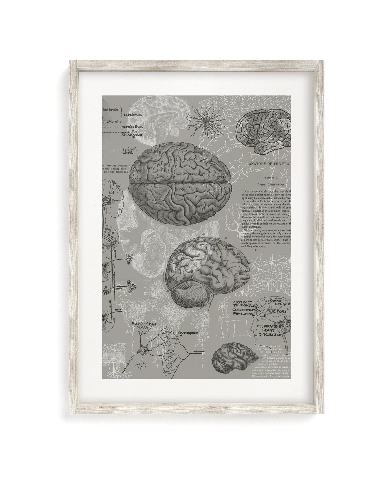 Brain Anatomy Museum Print Cognitive Surplus