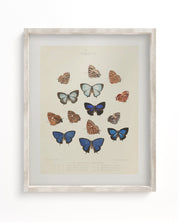 Butterfly Plate 2 Museum Print Cognitive Surplus