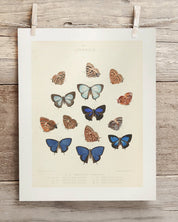 Butterfly Plate 2 Museum Print Cognitive Surplus