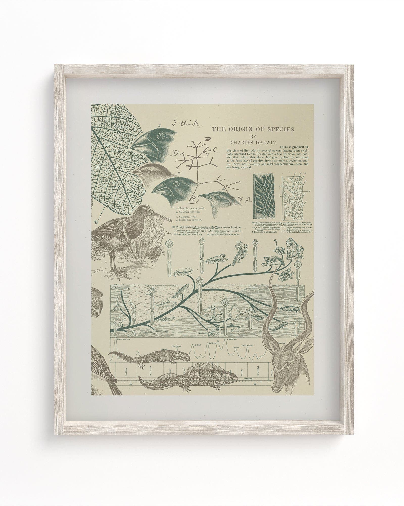 Evolution Museum Print Cognitive Surplus