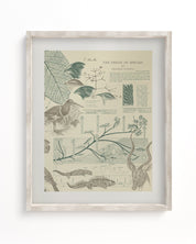 Evolution Museum Print Cognitive Surplus
