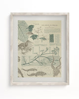 Evolution Scientific Illustration Museum Print